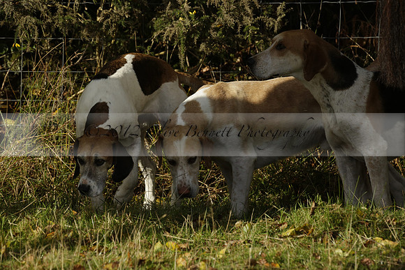 Devon & Somerset StagHounds meet at Five Cross Ways on Thursday 17 October 2013. 2013.10.17 www.polopictures.co.uk