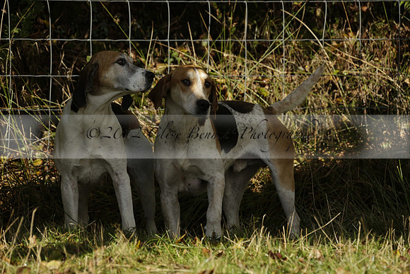Devon & Somerset StagHounds meet at Five Cross Ways on Thursday 17 October 2013. 2013.10.17 www.polopictures.co.uk