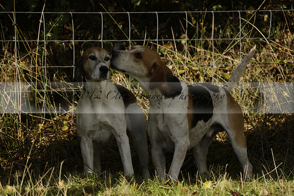 Devon & Somerset StagHounds meet at Five Cross Ways on Thursday 17 October 2013. 2013.10.17 www.polopictures.co.uk
