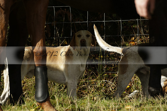 Devon & Somerset StagHounds meet at Five Cross Ways on Thursday 17 October 2013. 2013.10.17 www.polopictures.co.uk