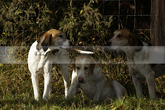 Devon & Somerset StagHounds meet at Five Cross Ways on Thursday 17 October 2013. 2013.10.17 www.polopictures.co.uk