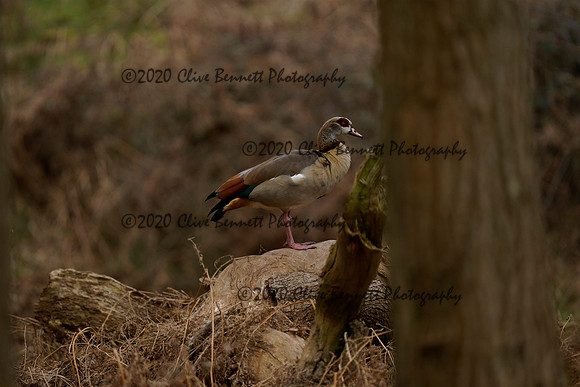 _CAB6853