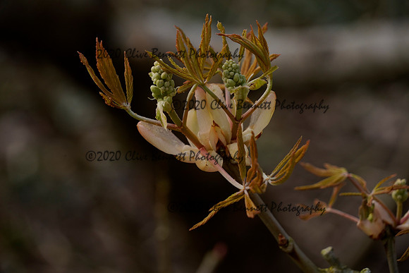 _CAB1419