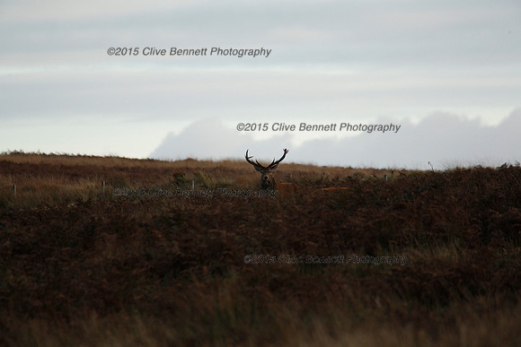 _CB_0127
