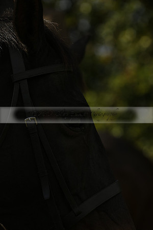 Devon & Somerset StagHounds meet at Five Cross Ways on Thursday 17 October 2013. 2013.10.17 www.polopictures.co.uk