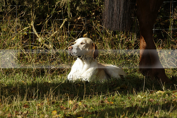 Devon & Somerset StagHounds meet at Five Cross Ways on Thursday 17 October 2013. 2013.10.17 www.polopictures.co.uk