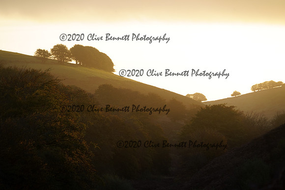 _CAB2977