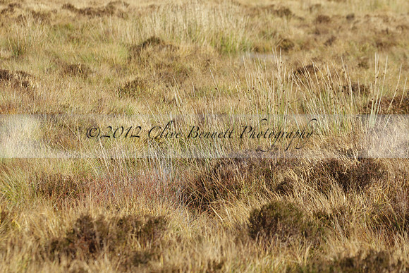 Devon & Somerset Staghounds meet at Larkbarrow Corner. North Devon. 2013.10.18 www.polopictures.co.uk