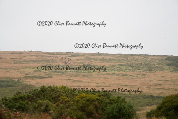 _CAB0664