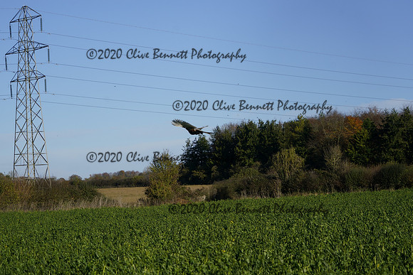 _CAB0646