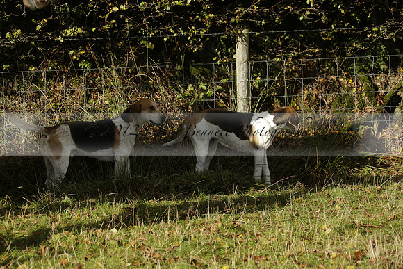 Devon & Somerset StagHounds meet at Five Cross Ways on Thursday 17 October 2013. 2013.10.17 www.polopictures.co.uk