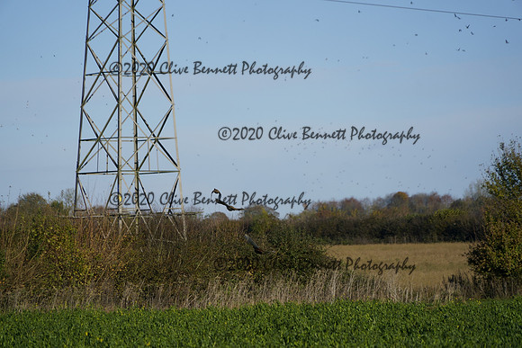 _CAB0655