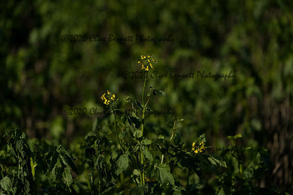 _CAB0598