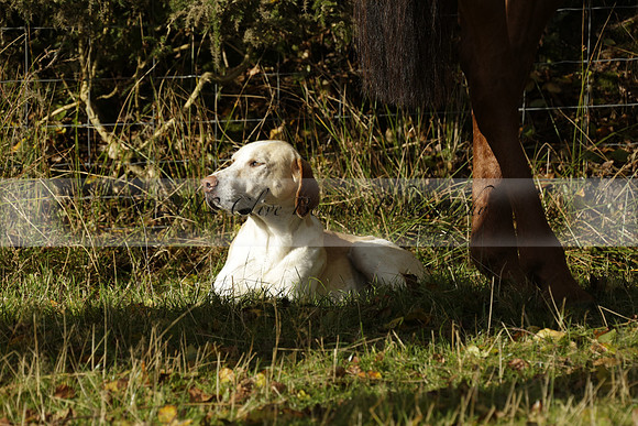 Devon & Somerset StagHounds meet at Five Cross Ways on Thursday 17 October 2013. 2013.10.17 www.polopictures.co.uk