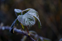 _CAB9097