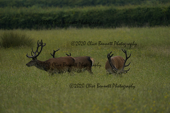 _CAB7513