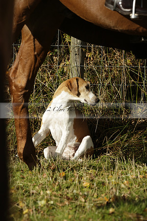 Devon & Somerset StagHounds meet at Five Cross Ways on Thursday 17 October 2013. 2013.10.17 www.polopictures.co.uk