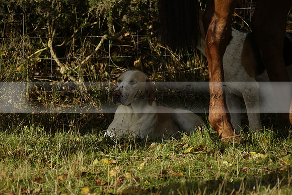 Devon & Somerset StagHounds meet at Five Cross Ways on Thursday 17 October 2013. 2013.10.17 www.polopictures.co.uk