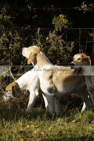 Devon & Somerset StagHounds meet at Five Cross Ways on Thursday 17 October 2013. 2013.10.17 www.polopictures.co.uk
