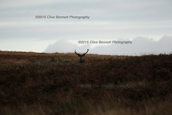 _CB_0126