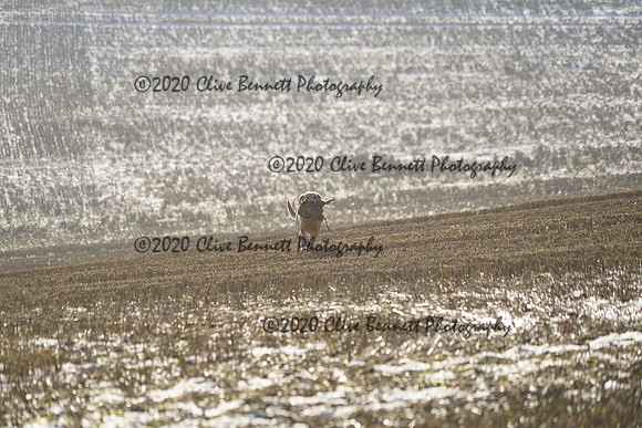 _CAB4548