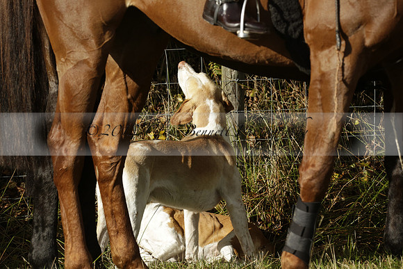Devon & Somerset StagHounds meet at Five Cross Ways on Thursday 17 October 2013. 2013.10.17 www.polopictures.co.uk