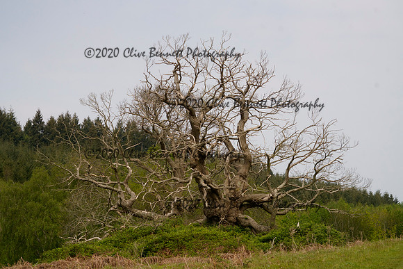 _CAB0065