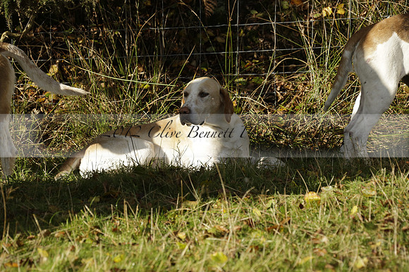 Devon & Somerset StagHounds meet at Five Cross Ways on Thursday 17 October 2013. 2013.10.17 www.polopictures.co.uk