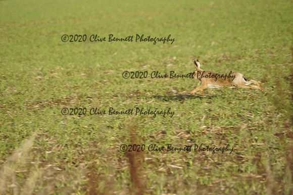 _CAB0766