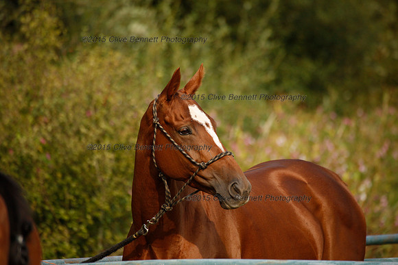 _CB_7349