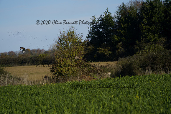 _CAB0654