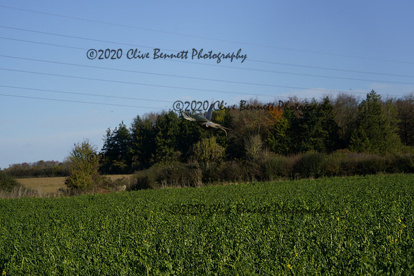 _CAB0641