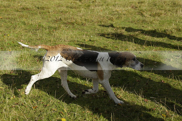 Devon & Somerset StagHounds meet at Five Cross Ways on Thursday 17 October 2013. 2013.10.17 www.polopictures.co.uk