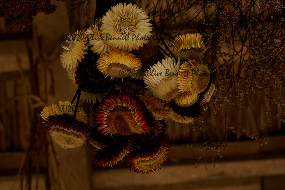 _CAB1486
