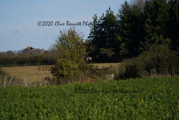 _CAB0653