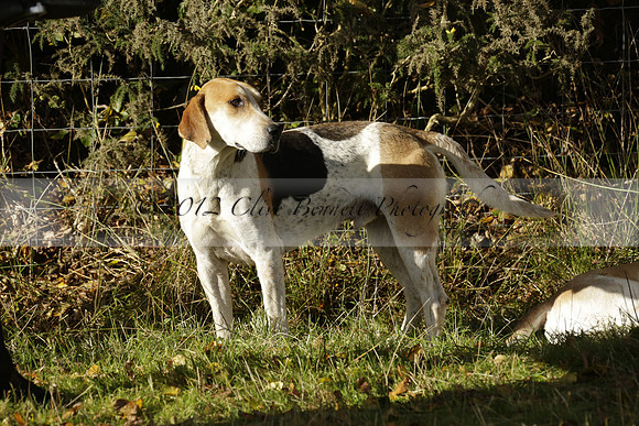 Devon & Somerset StagHounds meet at Five Cross Ways on Thursday 17 October 2013. 2013.10.17 www.polopictures.co.uk