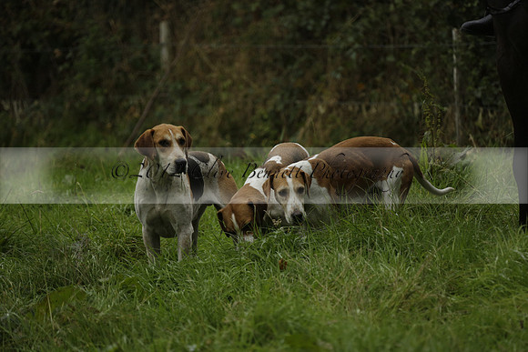 Devon & Somerset Stag Hounds meet at Liscombe on Saturday 12 October 2013 2013.10.12 www.polopictures.co.uk