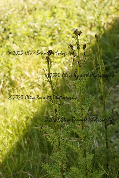 _CAB0009