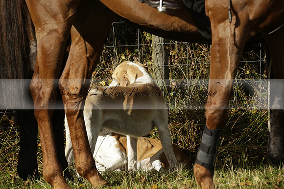 Devon & Somerset StagHounds meet at Five Cross Ways on Thursday 17 October 2013. 2013.10.17 www.polopictures.co.uk