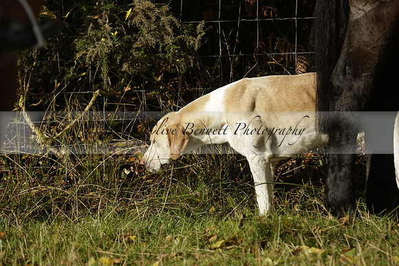 Devon & Somerset StagHounds meet at Five Cross Ways on Thursday 17 October 2013. 2013.10.17 www.polopictures.co.uk