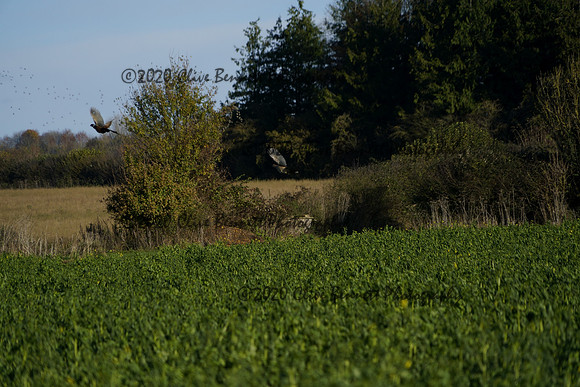 _CAB0651