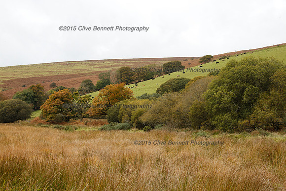 _CB_9945