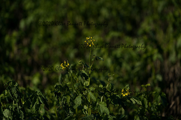 _CAB0599