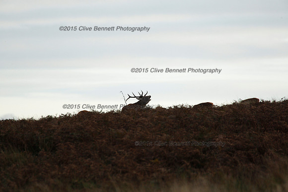_CB_0146