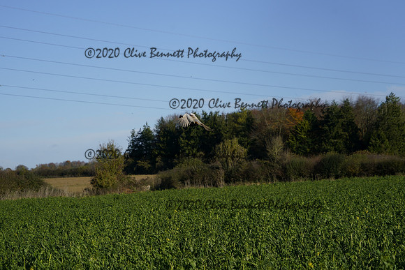 _CAB0643