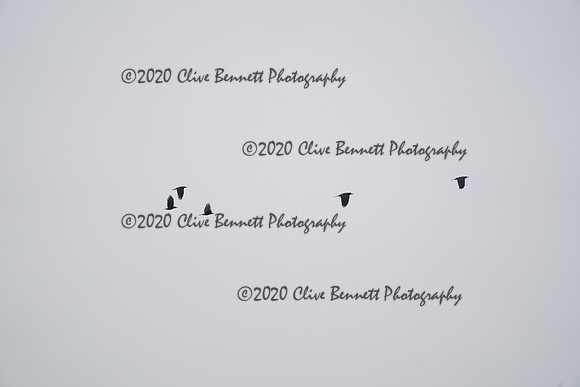 _CAB4746