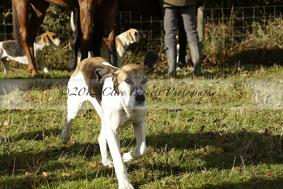 Devon & Somerset StagHounds meet at Five Cross Ways on Thursday 17 October 2013. 2013.10.17 www.polopictures.co.uk