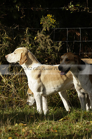 Devon & Somerset StagHounds meet at Five Cross Ways on Thursday 17 October 2013. 2013.10.17 www.polopictures.co.uk