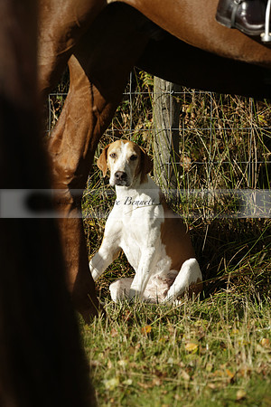 Devon & Somerset StagHounds meet at Five Cross Ways on Thursday 17 October 2013. 2013.10.17 www.polopictures.co.uk