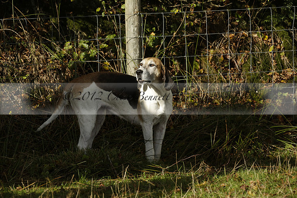 Devon & Somerset StagHounds meet at Five Cross Ways on Thursday 17 October 2013. 2013.10.17 www.polopictures.co.uk